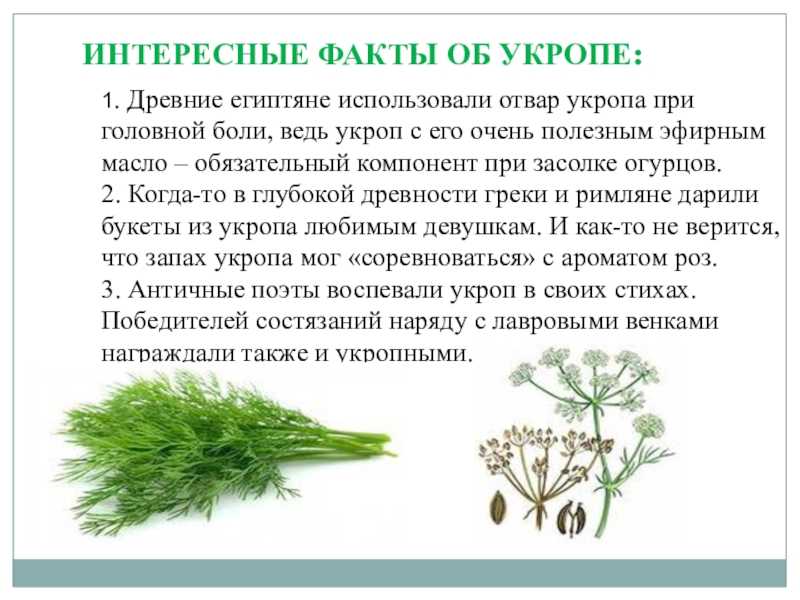 Польза петрушки для мужчин: подробная информация