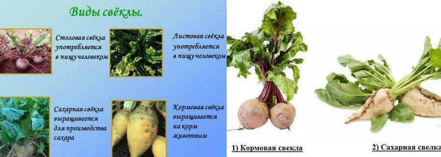 Чем отличается кормовая свекла от сахарной и столовой: какова разница в выращивании, можно ли визуально распознать виды корнеплода, как выглядит овощ на фото?