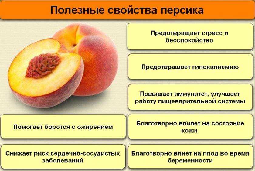 Персики и нектарины: польза и вред для здоровья