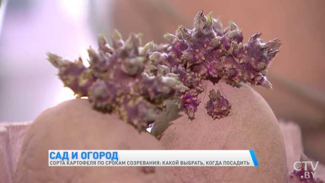 Картофель палац: характеристика и описание сорта, фото, вкусовые качества, отзывы | садоводам yuzhcable.ru