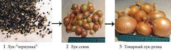 Выращивание лука-севка из семян - дачные советы