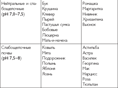 Подготовка чеснока к посадке: выбор почвы и посадочного материала, обработка зубчиков и высадка