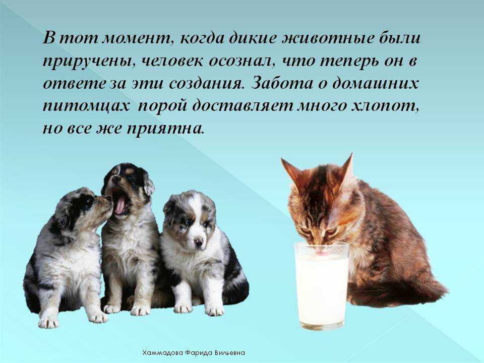 Мифы о кошках - узнайте о десяти самых популярных