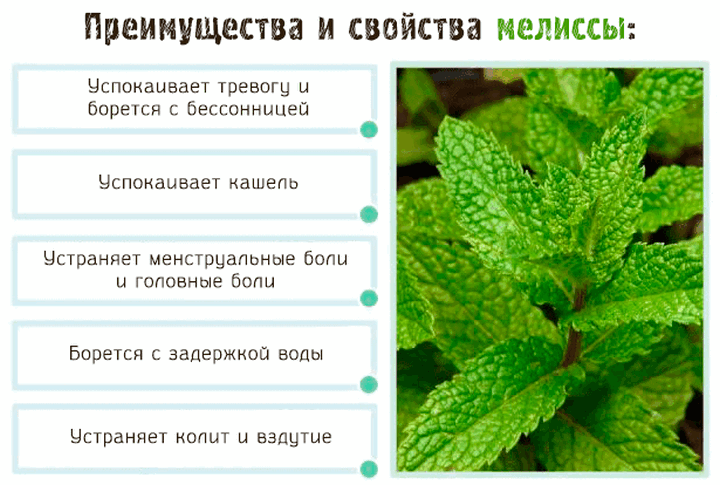 Можно ли детям чай с мятой: с какого возраста давать, применение, полезные свойства и противопоказания