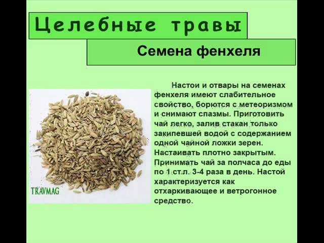 Фенхель: что это, противопоказания и полезные свойства, рецепты приготовления, отличия от укропа, как употреблять