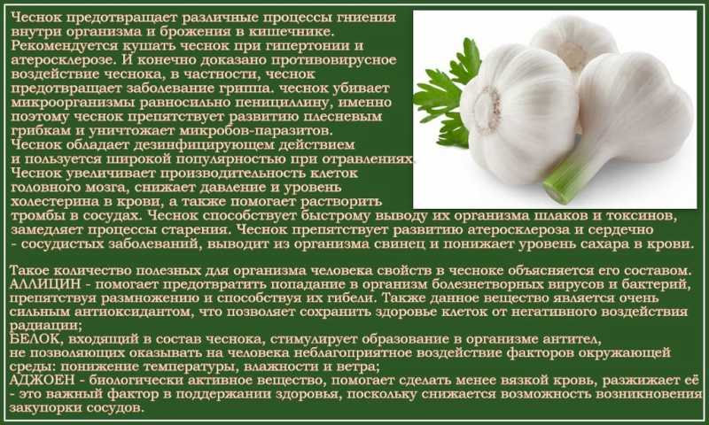 Чеснок при гастрите