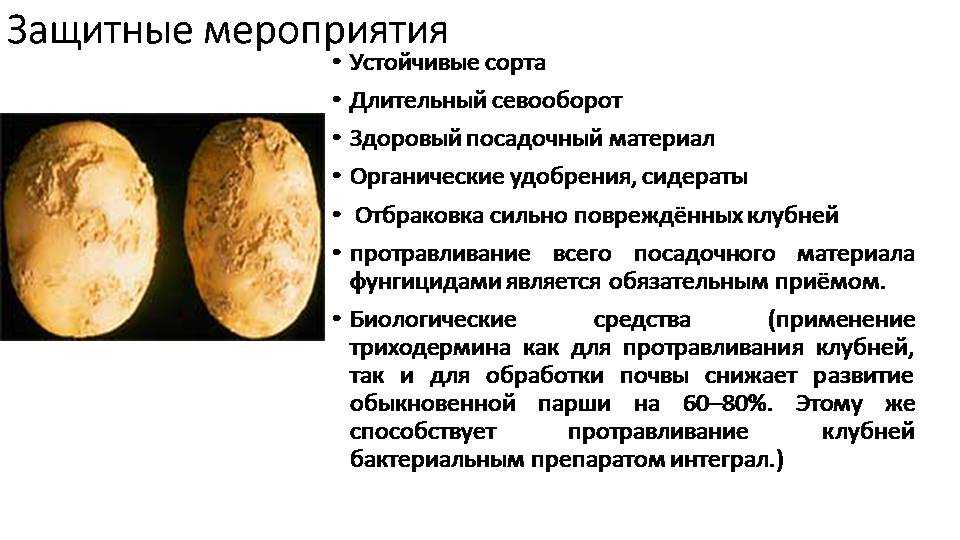 Болезни картофеля и борьба с ними на огороде