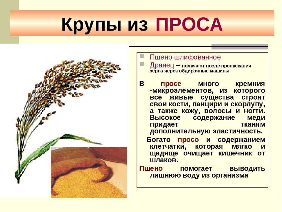 В чём разница между просом и пшеном: что общего, в чём отличие пшена от проса