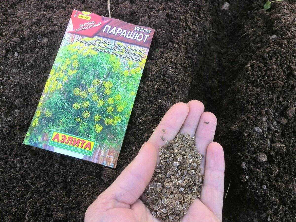 Как посадить укроп: когда и как правильно, в открытый грунт и теплицу с фото