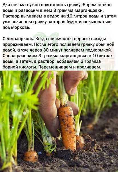 Как вырастить большой урожай моркови