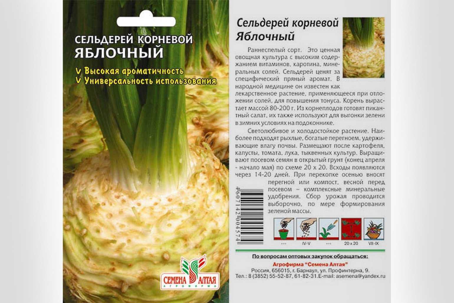 Сельдерей - выращивание сельдерея, лучшие сорта - сад 6 соток
