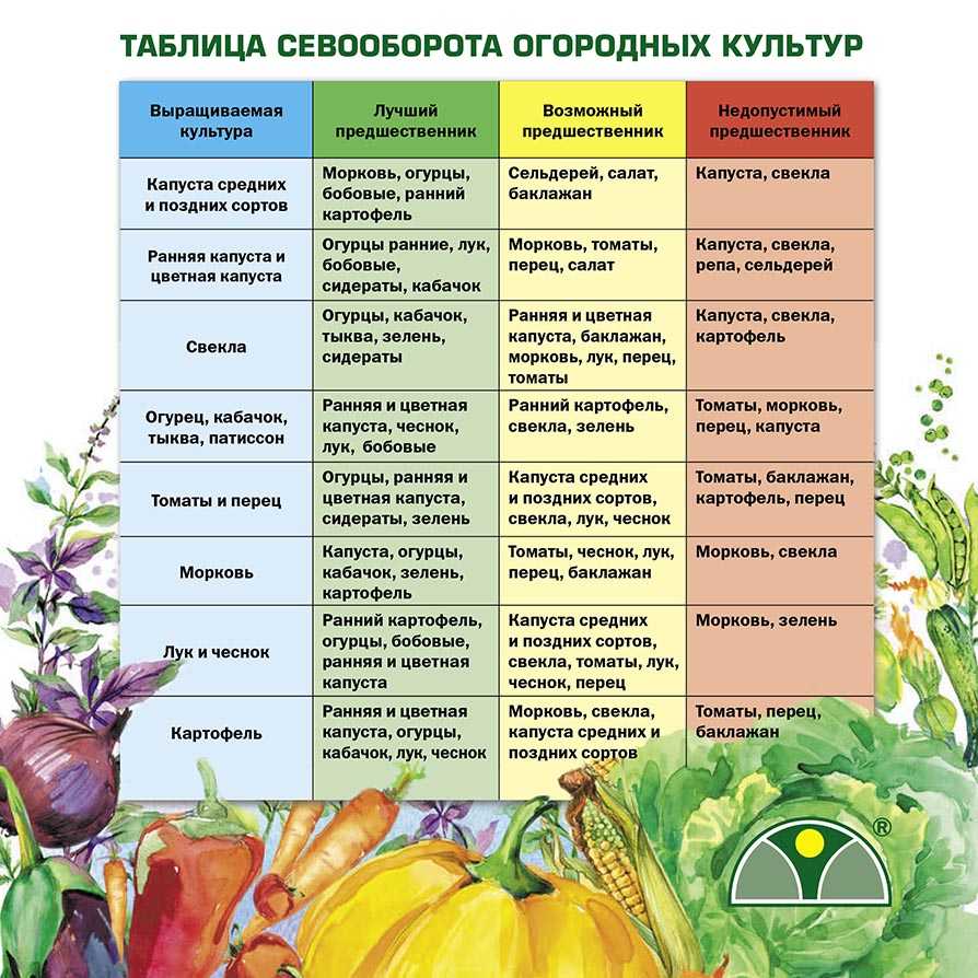 Что посадить рядом с капустой?