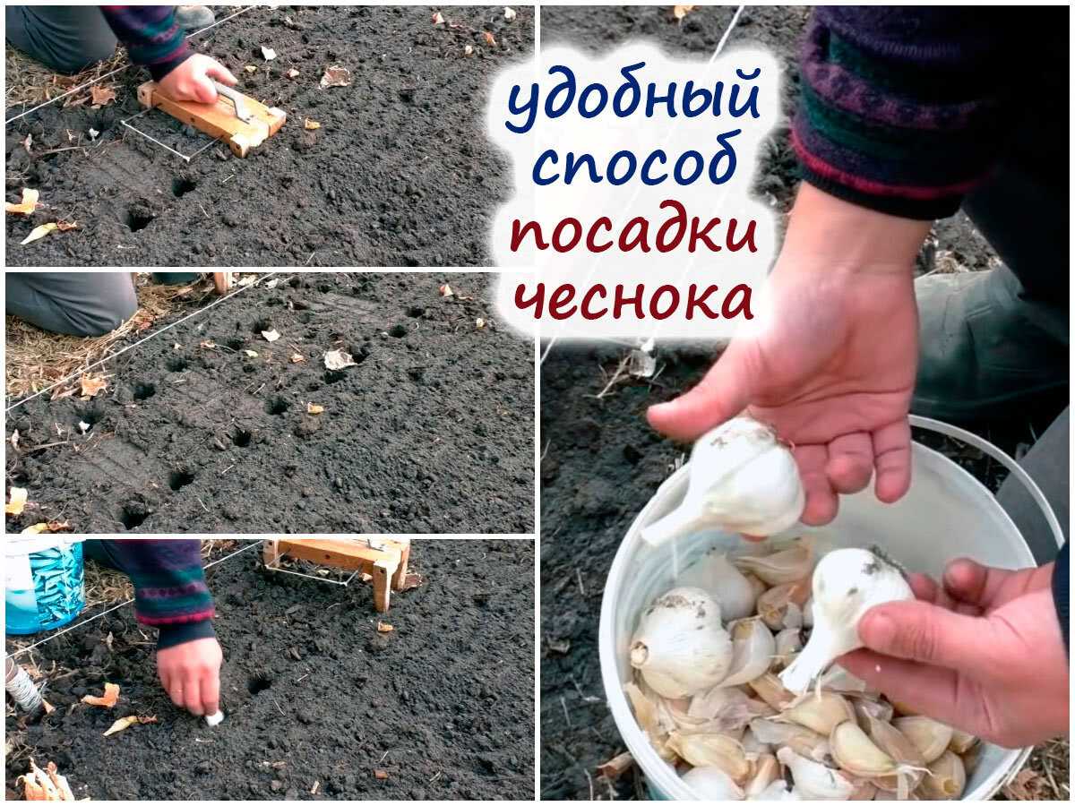 Чеснок на урале – культура, достойная внимания | садоводство24