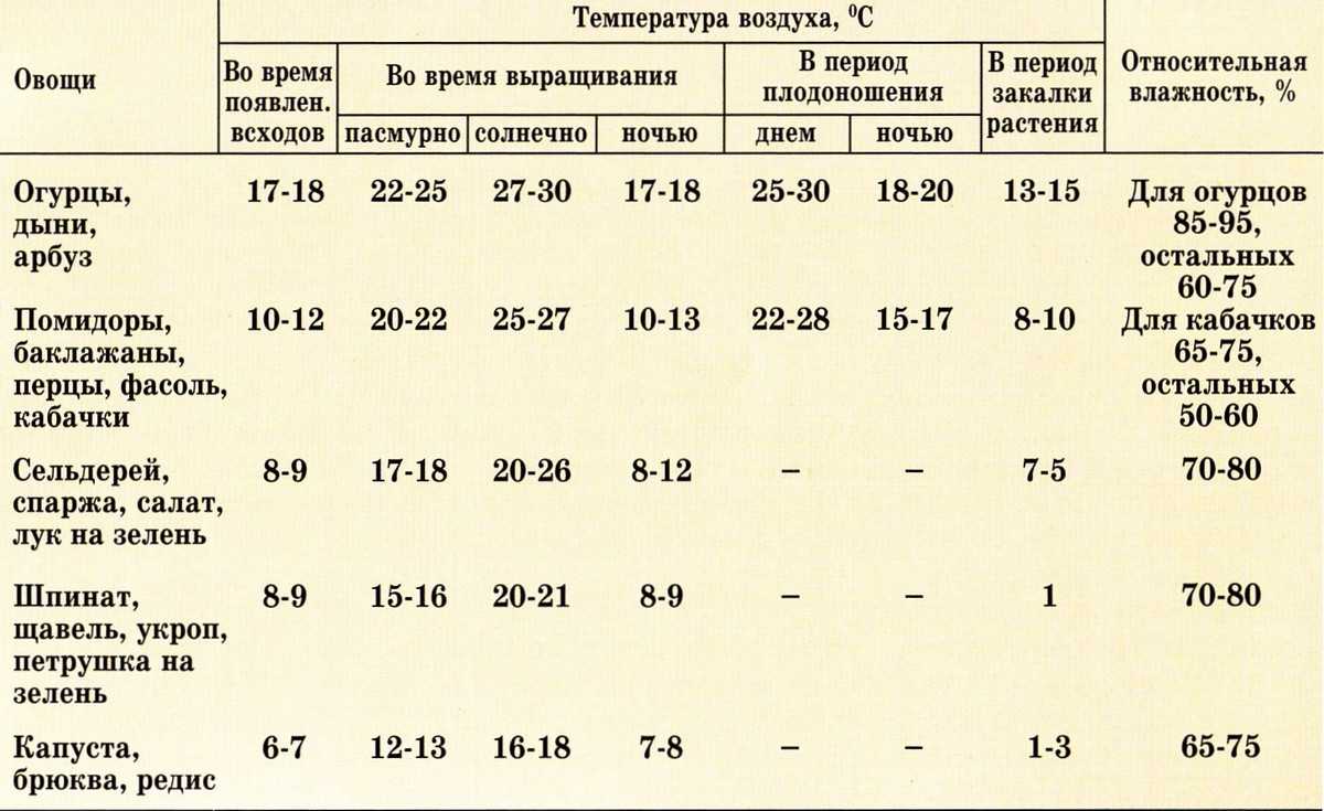 Растет ли капуста после заморозков