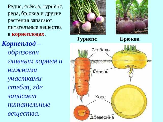 Брюква — что это такое? полезные свойства брюквы, противопоказания и рецепты приготовления