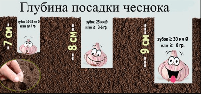 Посадка озимого чеснока осенью под зиму: сроки, схемы, правила, инструкции