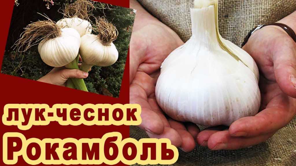 Все о декоративном чесноке: правила ухода, возможность применения в пищу