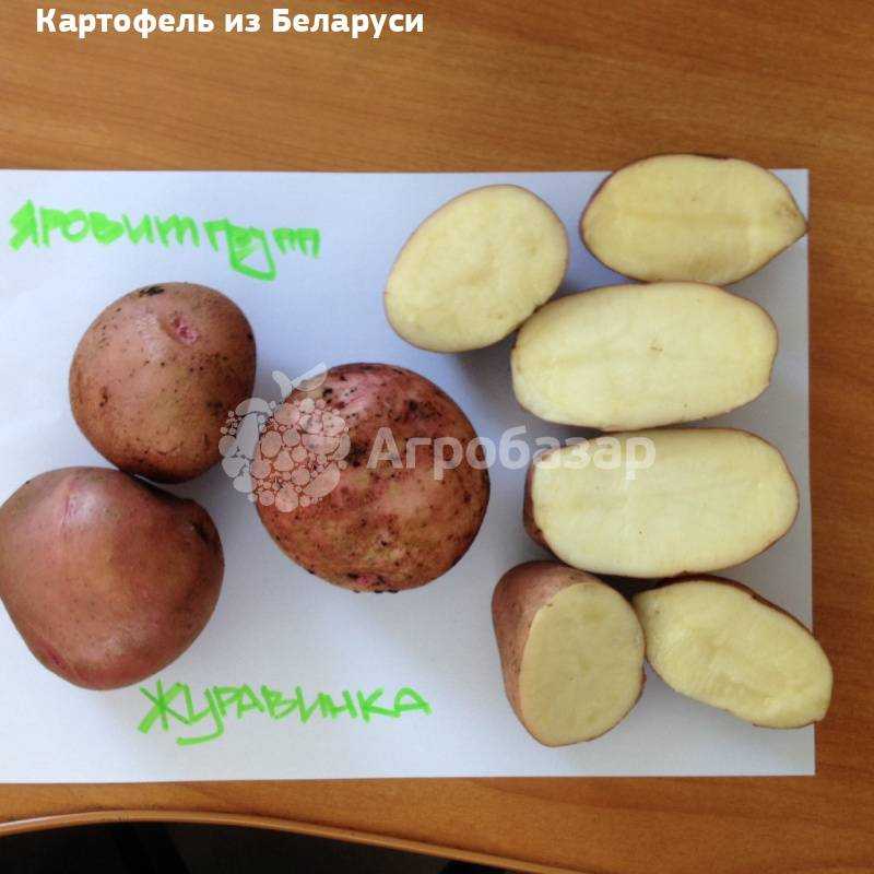 Подробная характеристика сорта картофеля журавинка. рекомендации по выращиванию и другие полезные советы