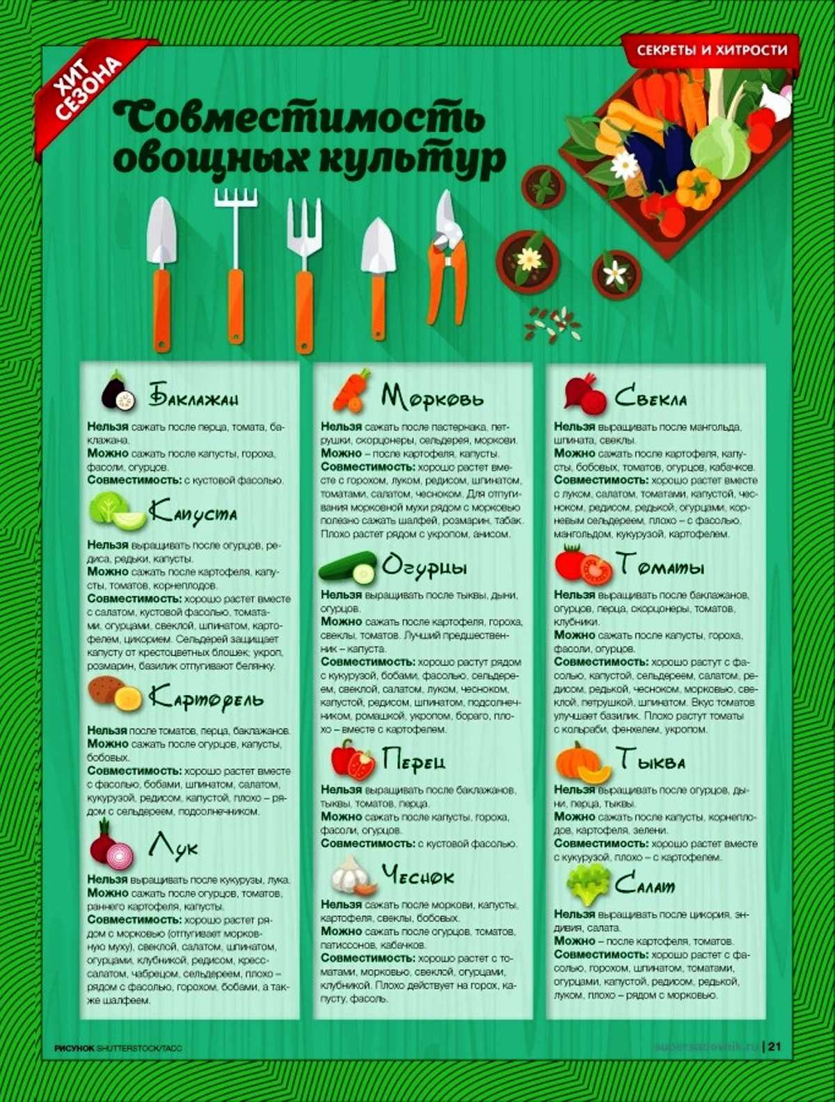 С чем сажать укроп на одной грядке, что можно садить рядом, допустимо ли с огурцами, томатами и иными растениями, также совместимость с другими соседями на огороде