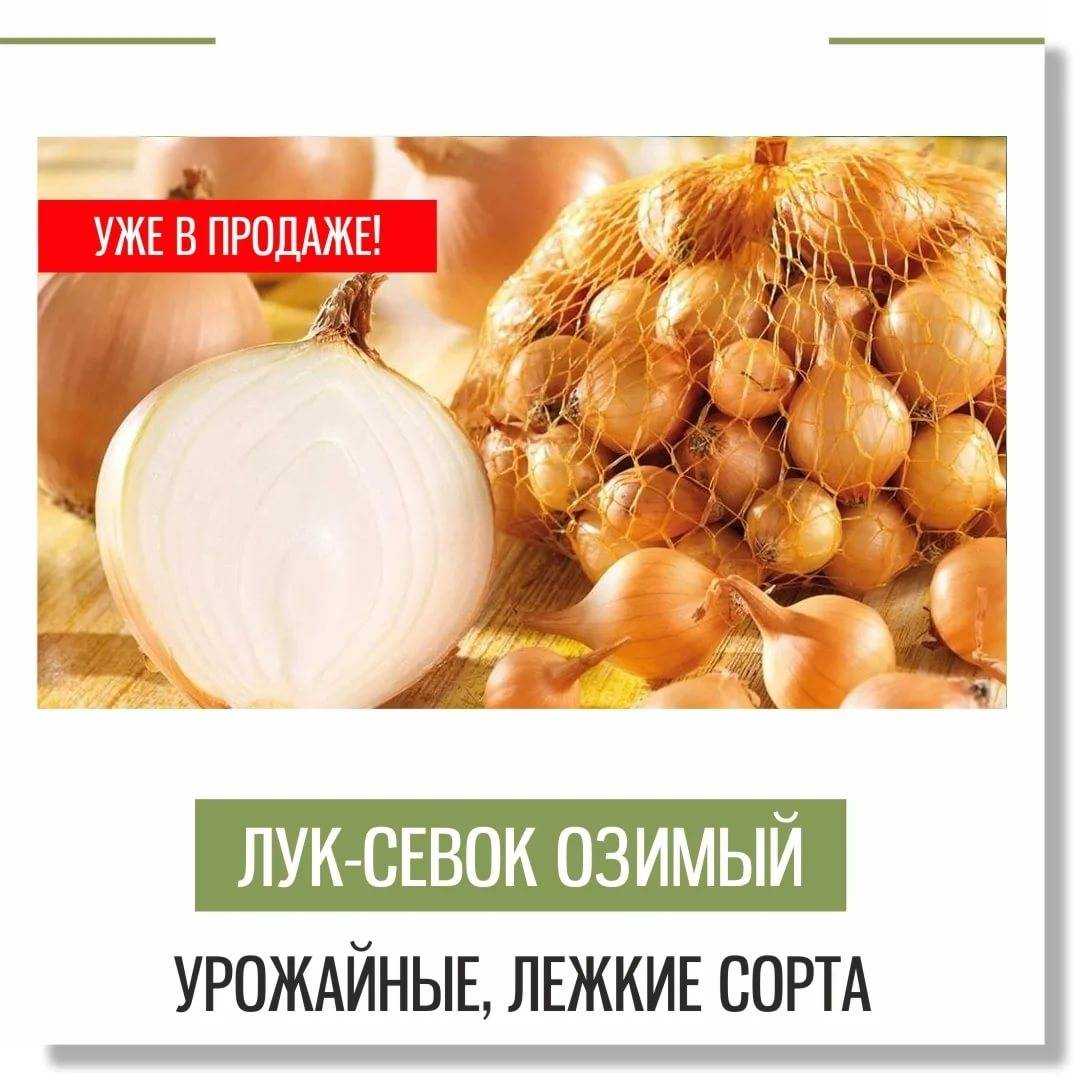 Выбирая для посадки сорта репчатого лука, руководствуются сроком его хранения – он должен быть длительным В этой статье рассмотрены лучшие разновидности с привязкой к регионам выращивания