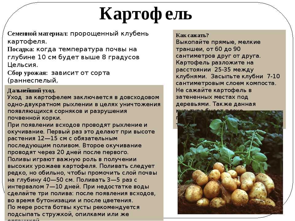 Батат: выращивание на огороде из семян