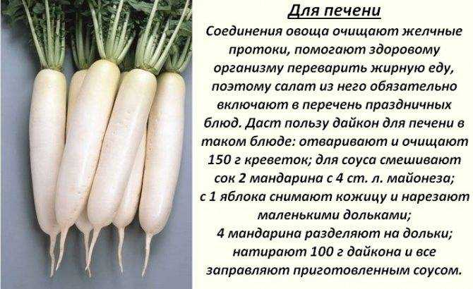Редька черная - польза и вред для здоровья | овощ редька - рецепты, свойства и многое другое.