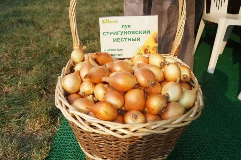 Описание сорта бессоновский лук | топ сад