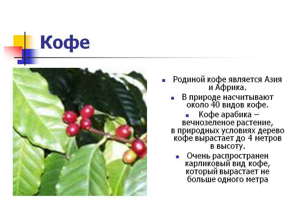Краткая история кофе