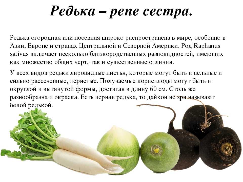 Редька при сахарном диабете 2 типа: гликемический индекс черной и зеленой редьки
