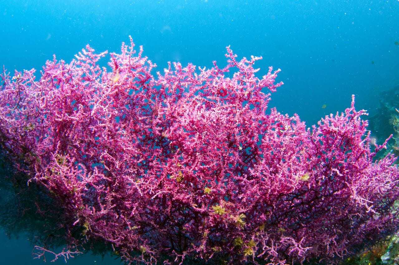 Топ самых полезных водорослей
