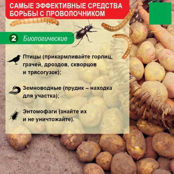 Борьба с проволочником на картофельном поле: максимальный результат при минимальных затратах. как избавиться от проволочника в огороде народными средствами навсегда