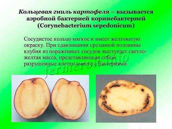 Гниль сухая клубней картофеля | справочник пестициды.ru