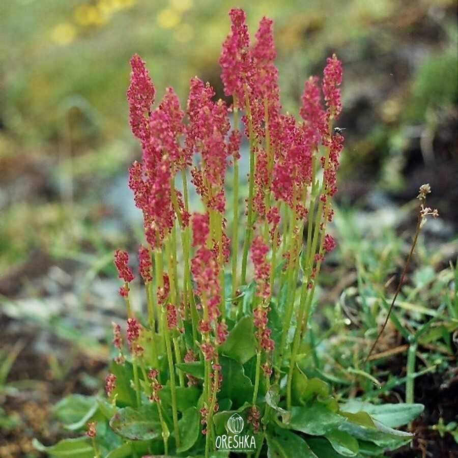 Весенняя посадка семян щавеля в открытый грунт: сроки, схемы, правила