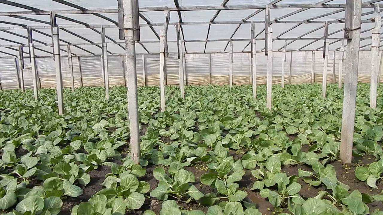 Посадка цветной капусты в 2023 году: сроки посева, выращивание и уход