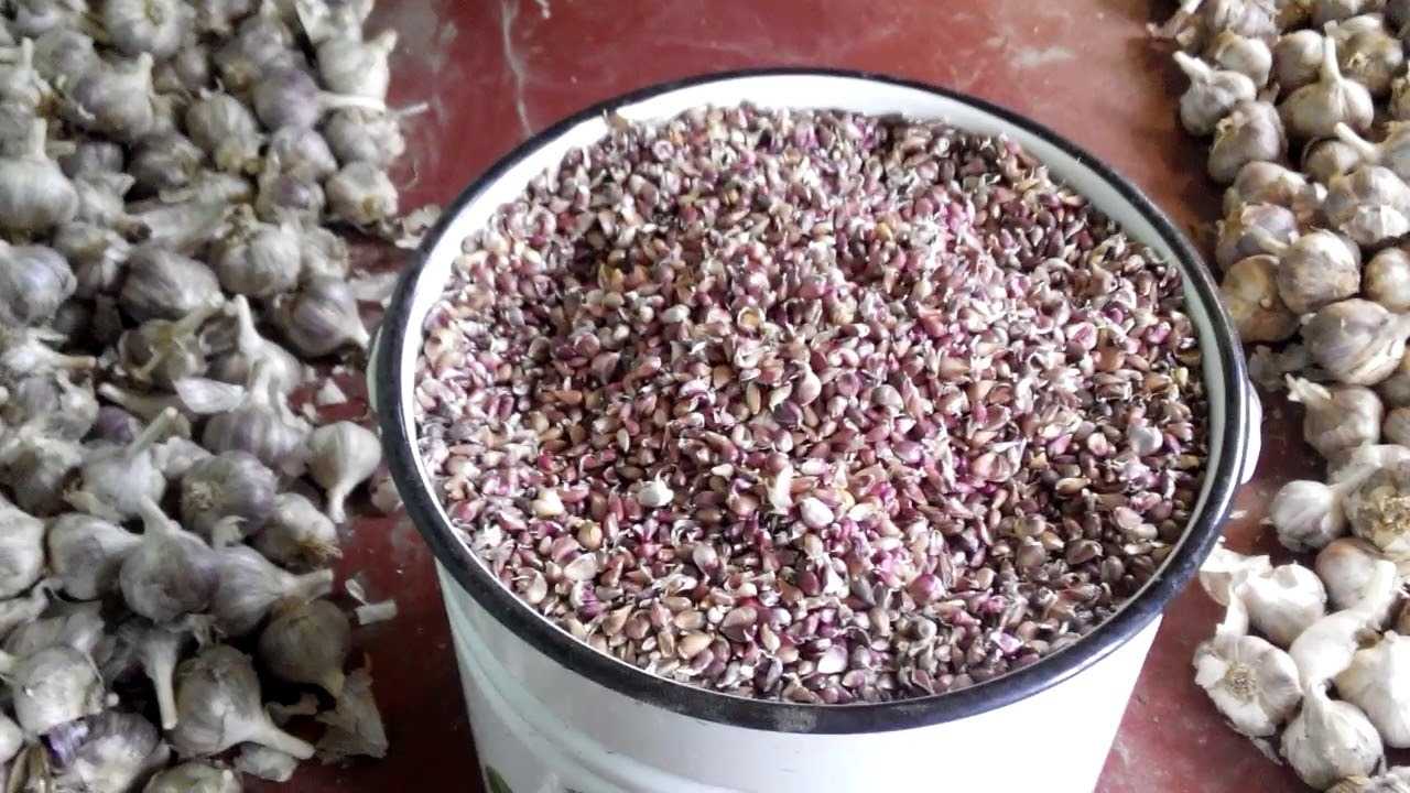 Посадка бульбочек чеснока под зиму: как сажать озимые сорта воздушным посевным материалом и когда это лучше сделать
