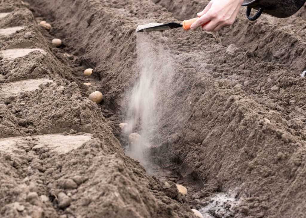 Подготовка почвы для картофеля – 5 важных аспектов