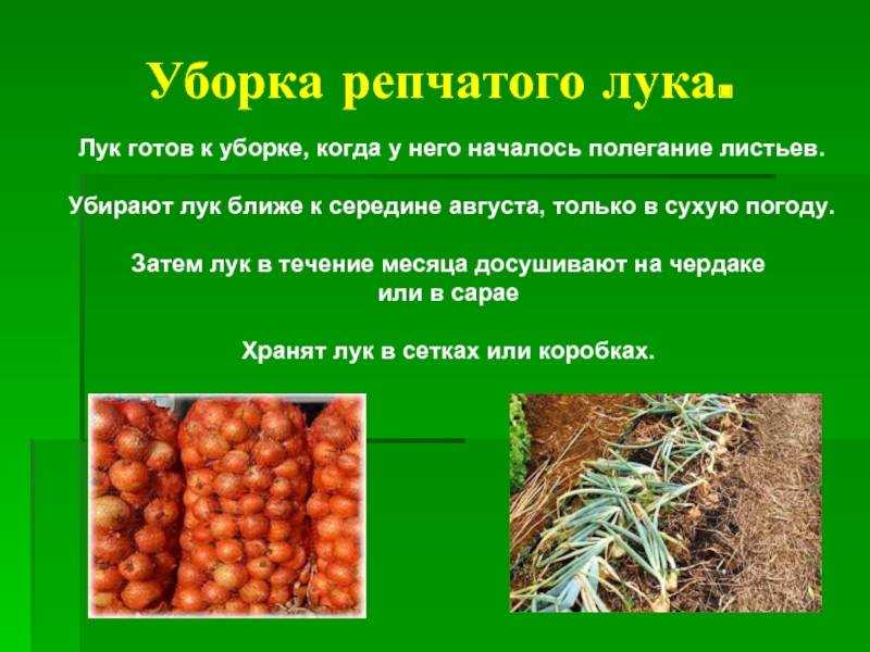 Когда нужно убирать морковь и свеклу с грядок