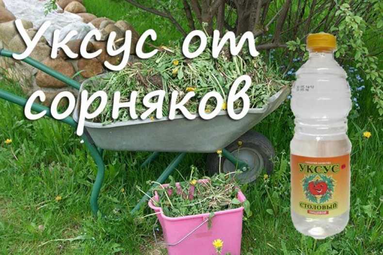 Как избавиться от одуванчиков и других сорняков раз и навсегда + виды и фото сорняков