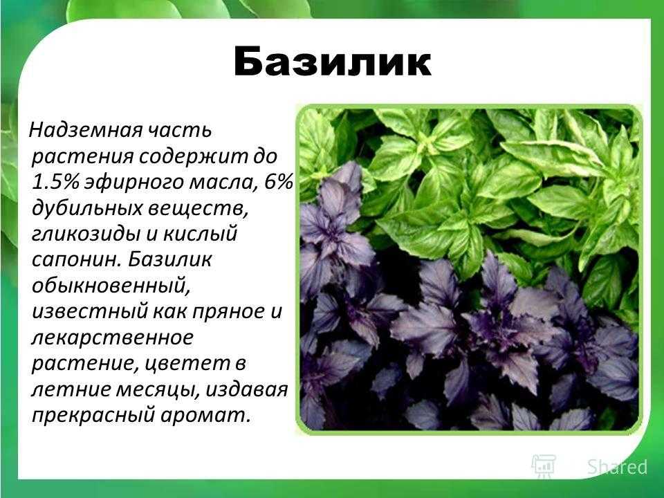 Базилик: польза и вред для здоровья