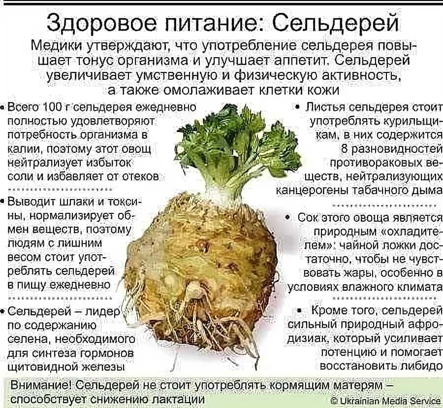 Польза и вред листового сельдерея, правила употребления