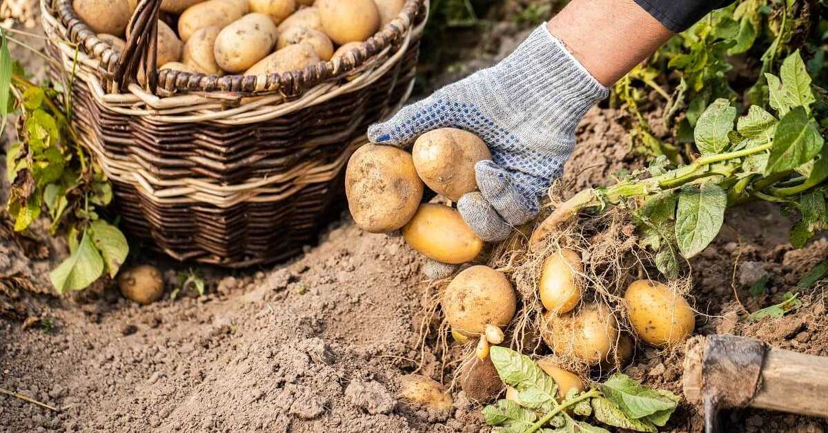 ᐉ обработка картофеля перед хранением – правильная подготовка - roza-zanoza.ru
