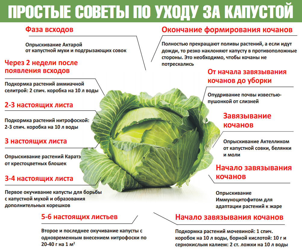 Подкормка капусты в открытом грунте: чем удобрять, лучшие средства, сроки