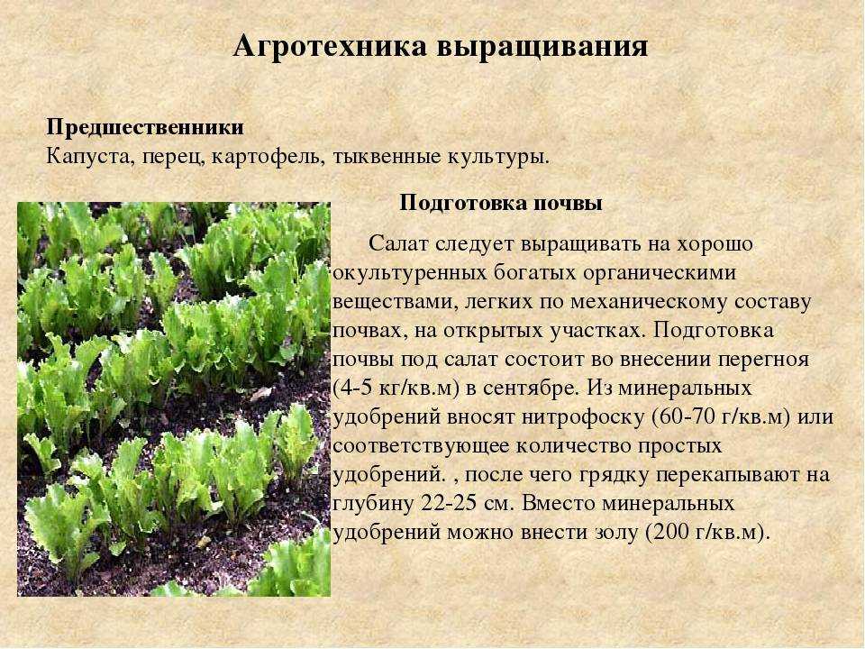 Выращивание редьки в открытом грунте: посадка и уход за редькой, борьба с болезнями и вредителями