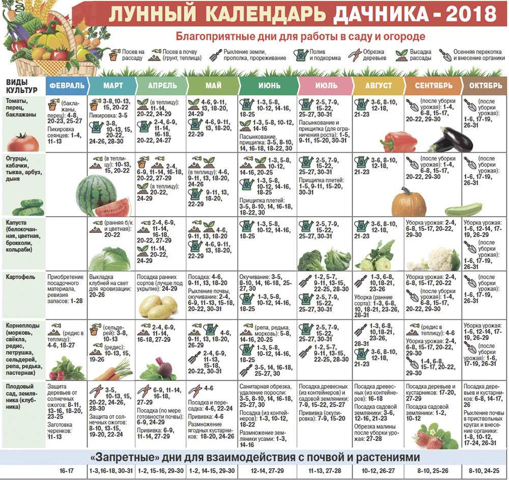 Когда убирать морковь и свеклу с грядки на хранение в 2021 году: сроки, благоприятные дни - огород-365