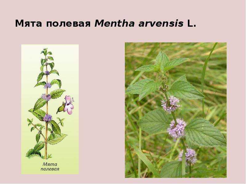 Трава медонос – фото и названия, краткое описание