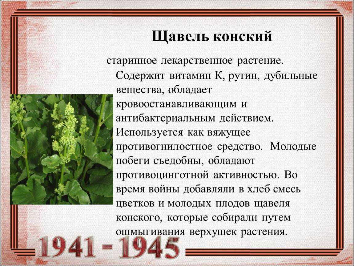 Польза и вред щавеля