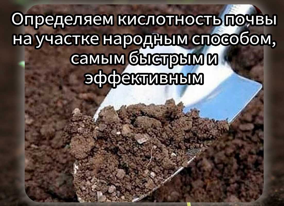 Как подготовить грядку под озимый чеснок осенью – 3 полезных совета