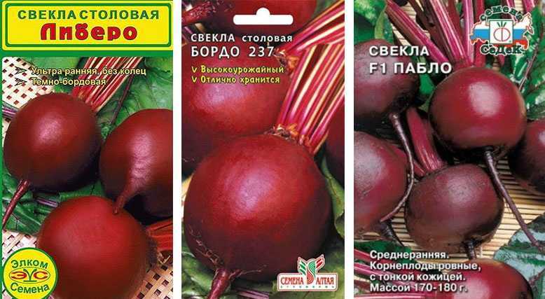 Как вырастить свеклу на дачном участке