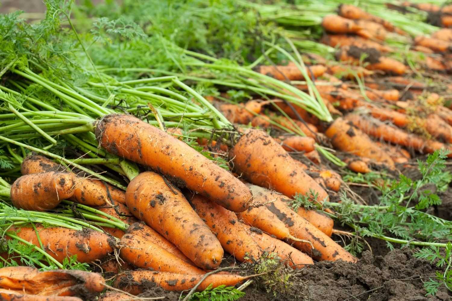 Как вырастить морковь, основы агротехники — floraprice.ru