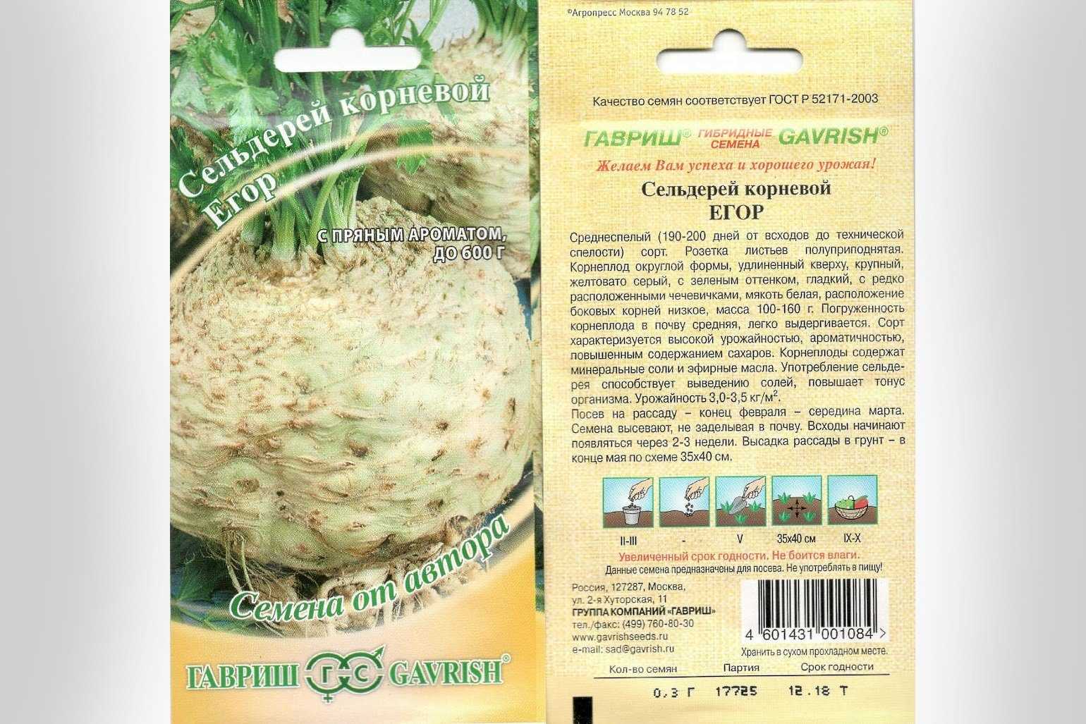 Как растет сельдерей, его виды, как выглядит сельдерей на грядке когда всходит?
